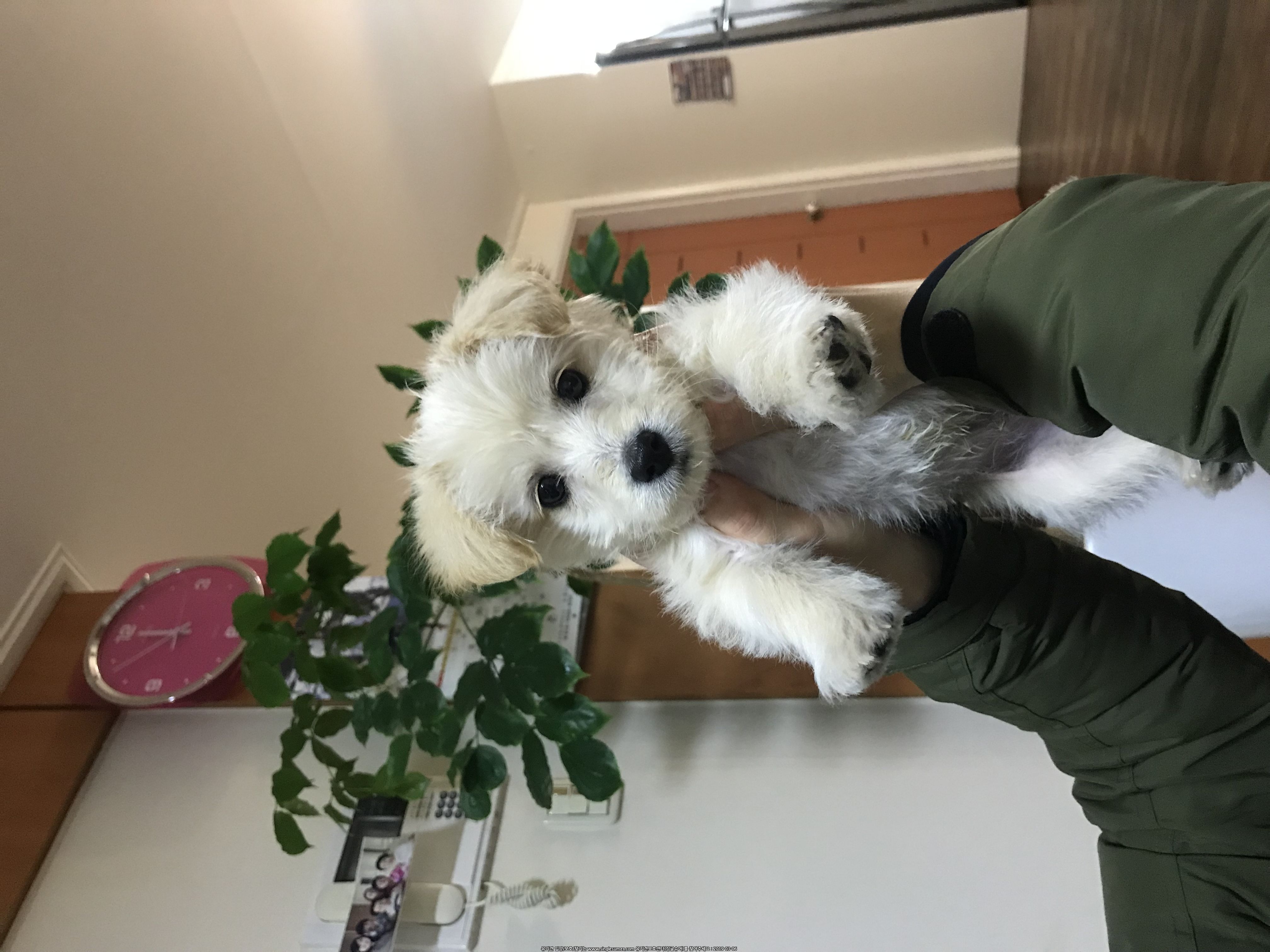 푸들믹스 3개월남아입니다. 2번째 사진