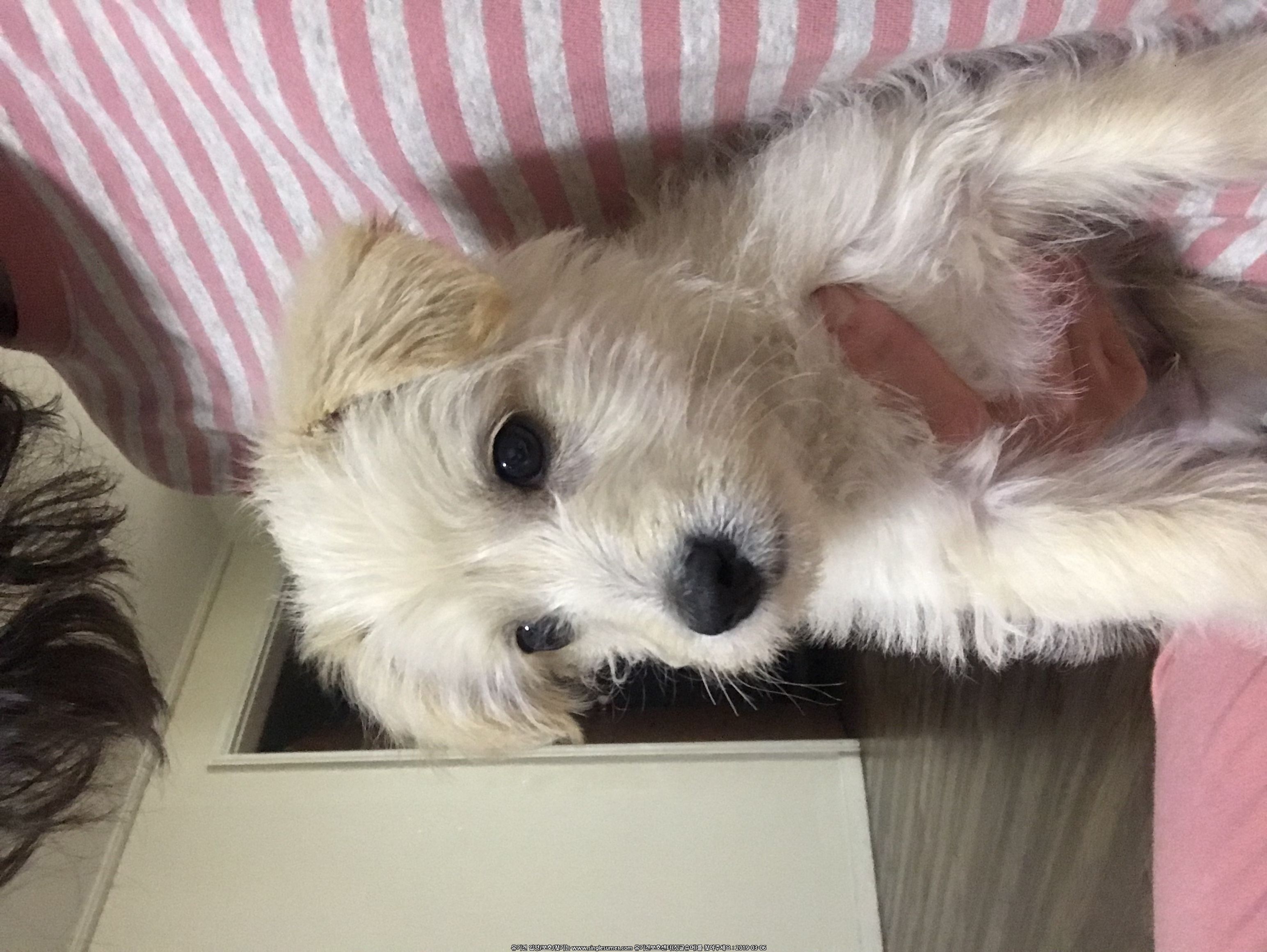 푸들믹스 3개월남아입니다.