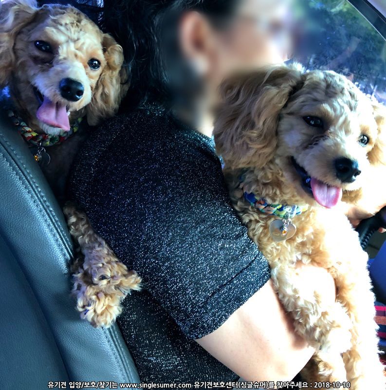 반려동물 개인 분양 | 강아지 고양이 소동물 책임 입양 - 펫찾기 4번째 사진