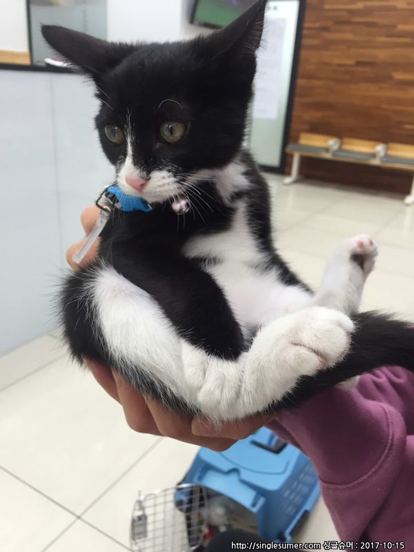 반려동물 개인 분양 | 강아지 고양이 소동물 책임 입양 - 펫찾기 10번째 사진