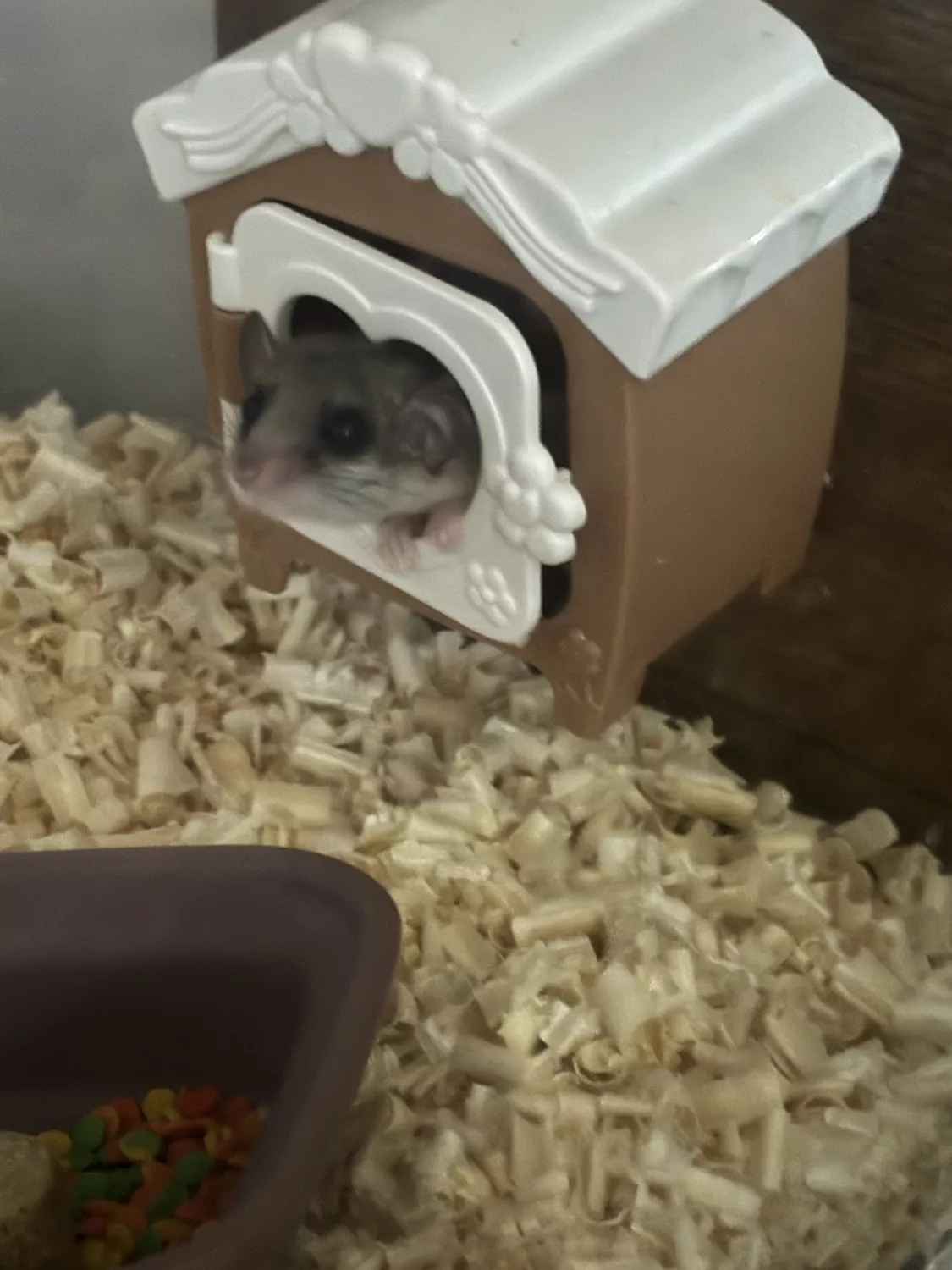 반려동물 개인 분양 | 강아지 고양이 소동물 책임 입양 - 펫찾기 2번째 사진