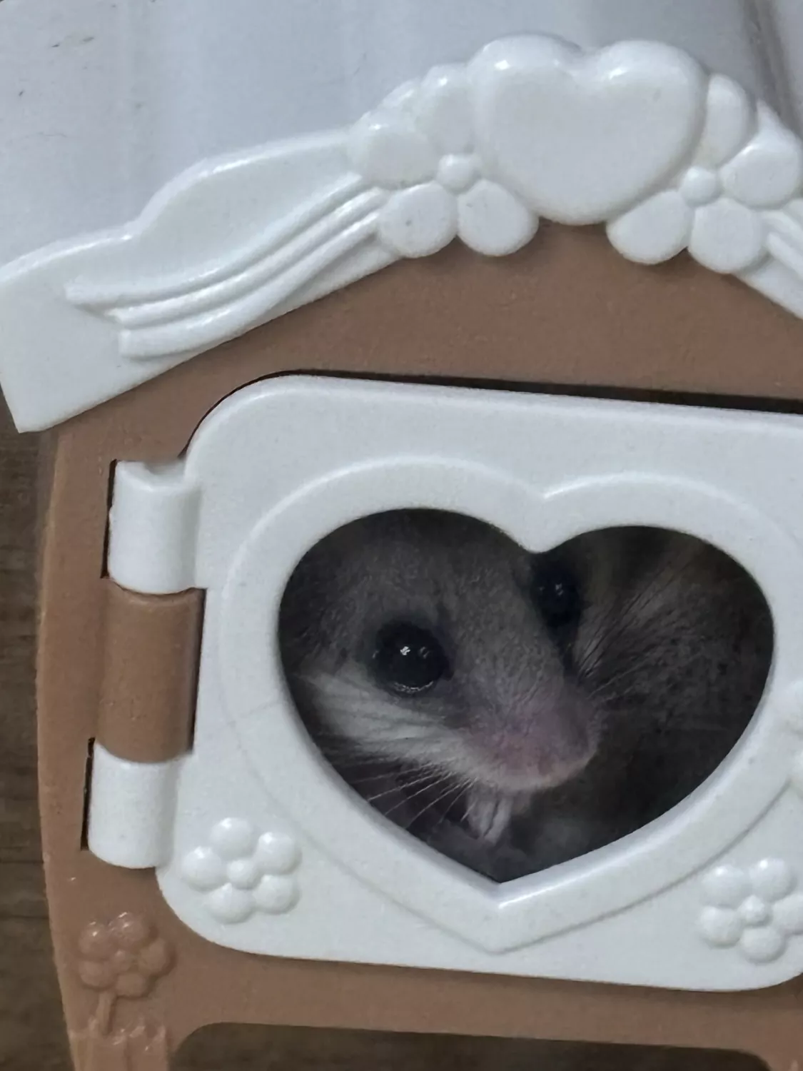 반려동물 개인 분양 | 강아지 고양이 소동물 책임 입양 - 펫찾기