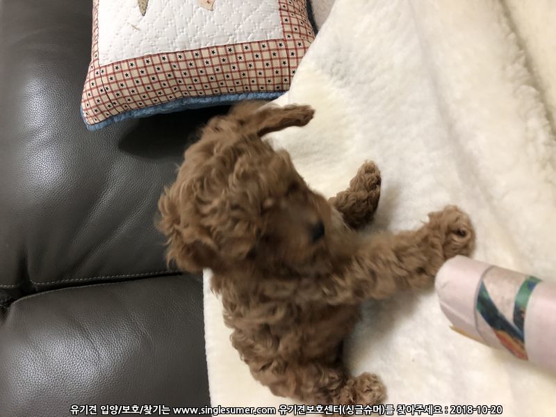 반려동물 개인 분양 | 강아지 고양이 소동물 책임 입양 - 펫찾기 22번째 사진