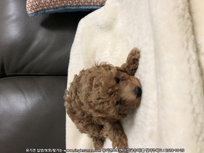 반려동물 개인 분양 | 강아지 고양이 소동물 책임 입양 - 펫찾기 20번째 사진