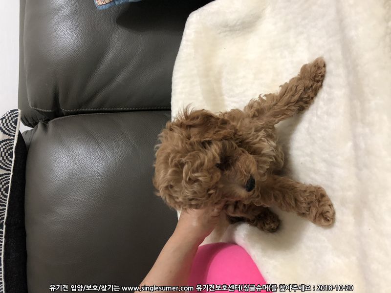 반려동물 개인 분양 | 강아지 고양이 소동물 책임 입양 - 펫찾기 21번째 사진