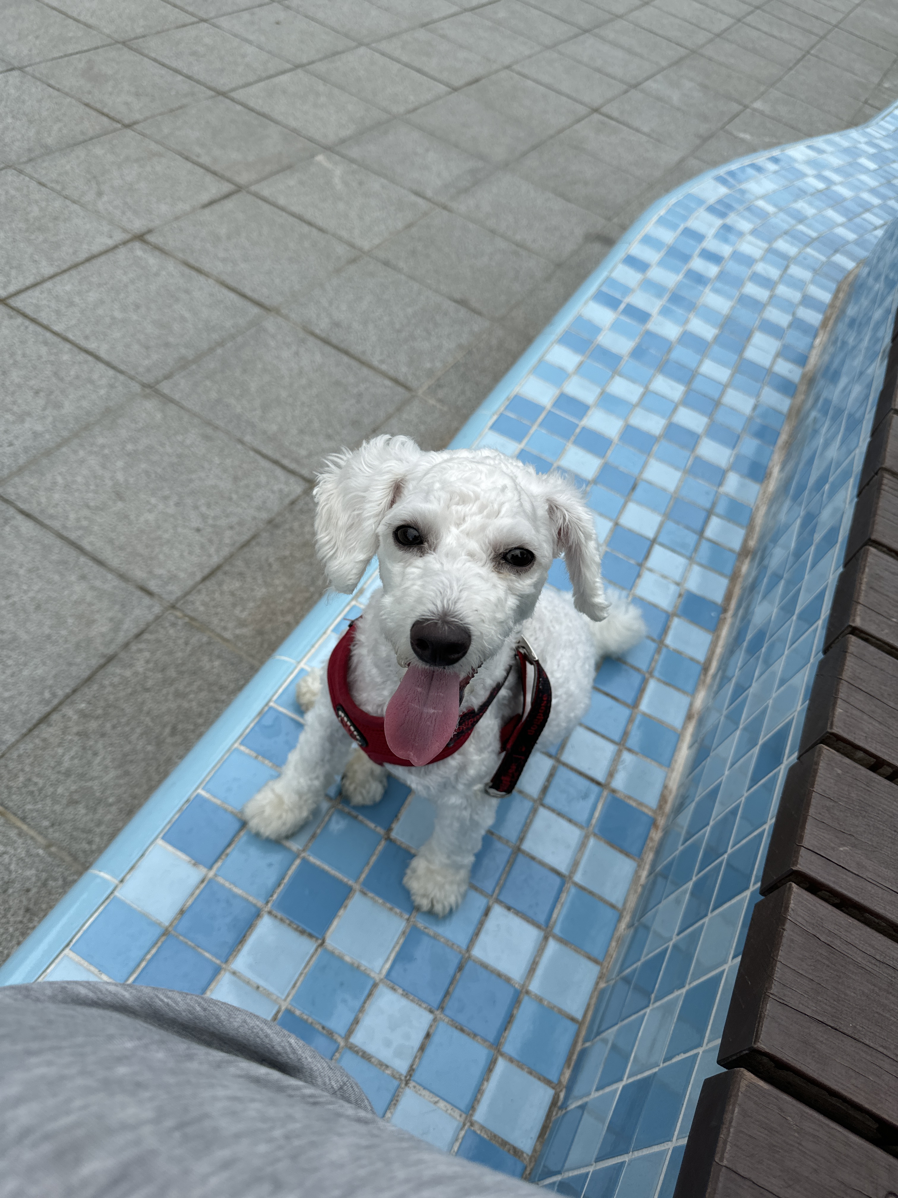 반려동물 개인 분양 | 강아지 고양이 소동물 책임 입양 - 펫찾기 26번째 사진