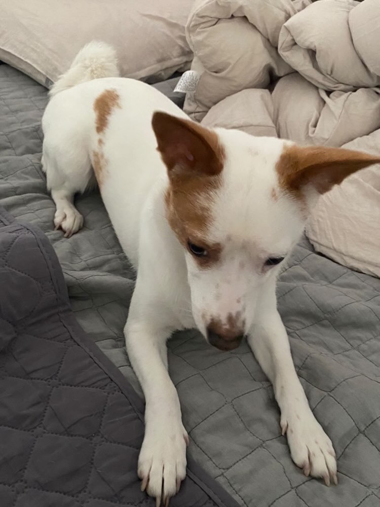 반려동물 개인 분양 | 강아지 고양이 소동물 책임 입양 - 펫찾기 30번째 사진