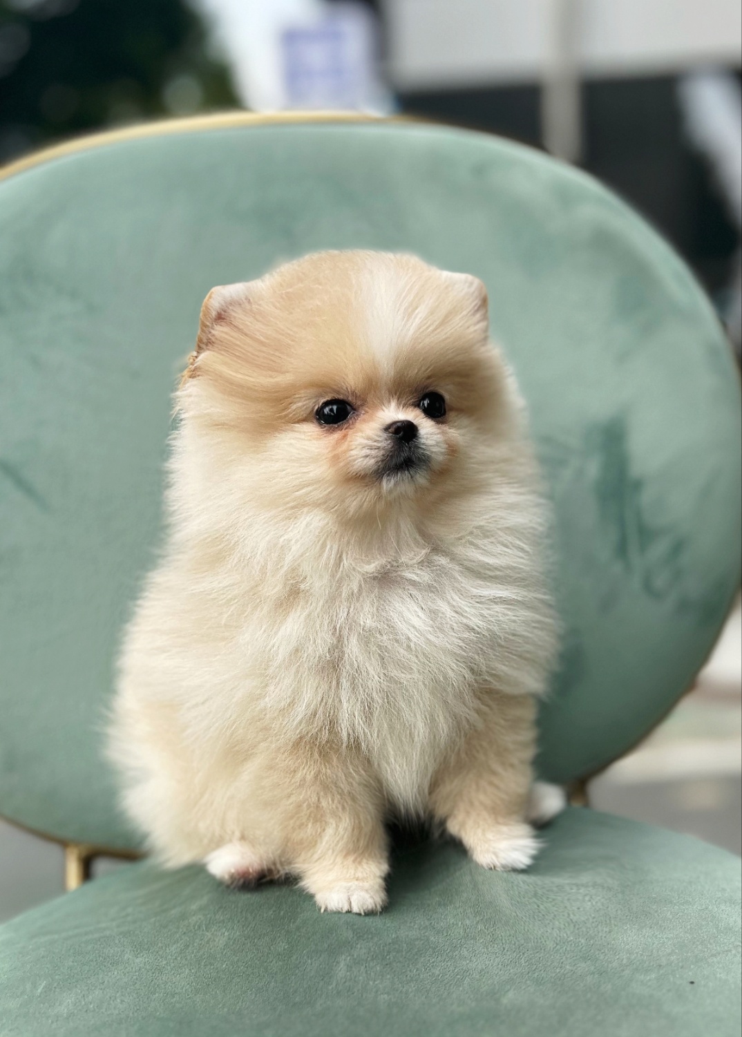 반려동물 개인 분양 | 강아지 고양이 소동물 책임 입양 - 펫찾기 3번째 사진