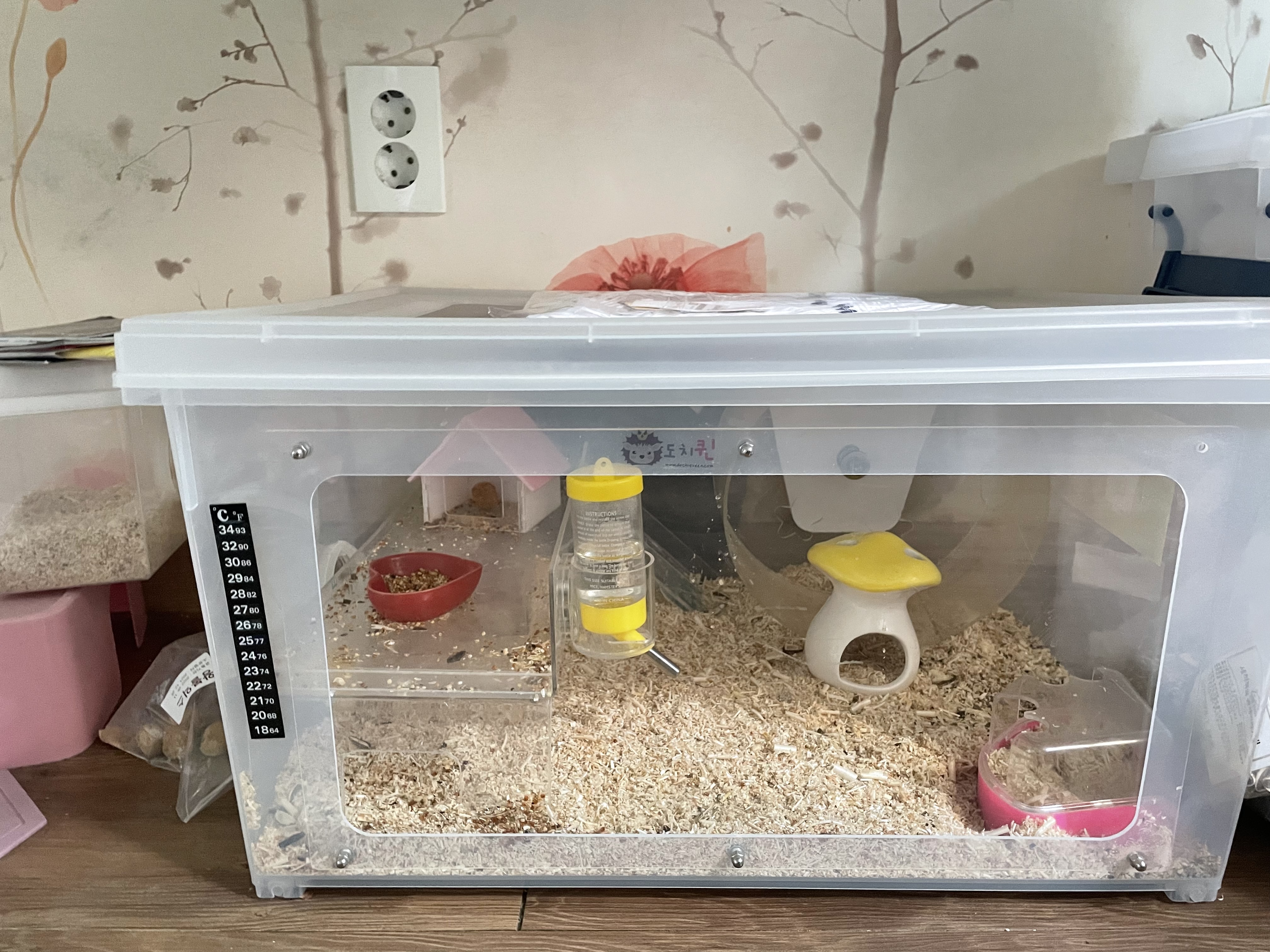 햄스터분양합니다