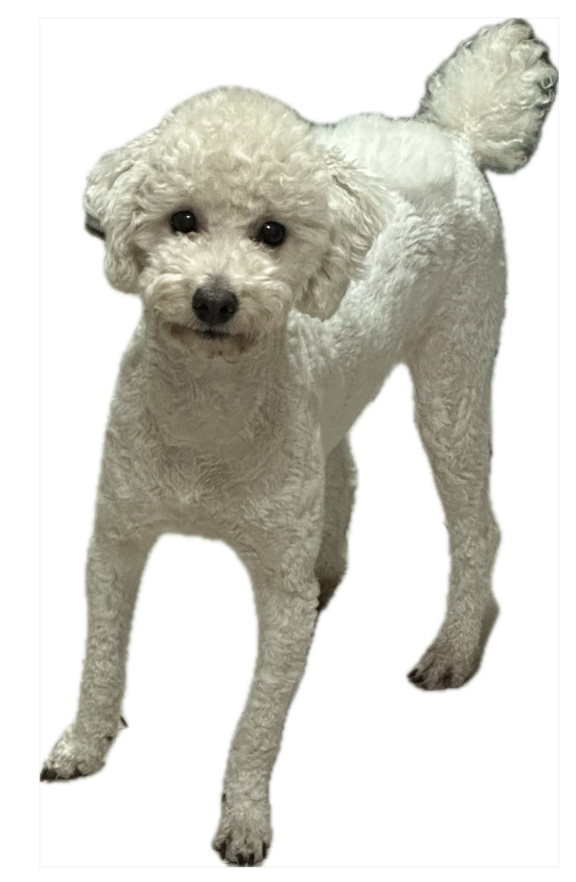 반려동물 개인 분양 | 강아지 고양이 소동물 책임 입양 - 펫찾기 11번째 사진