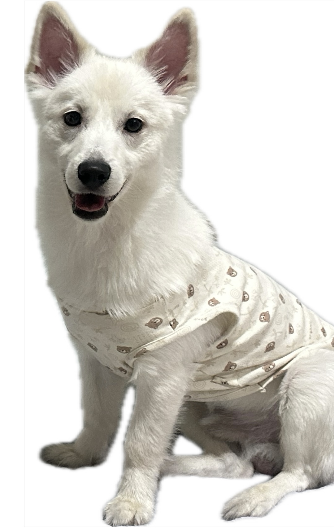 반려동물 개인 분양 | 강아지 고양이 소동물 책임 입양 - 펫찾기 10번째 사진