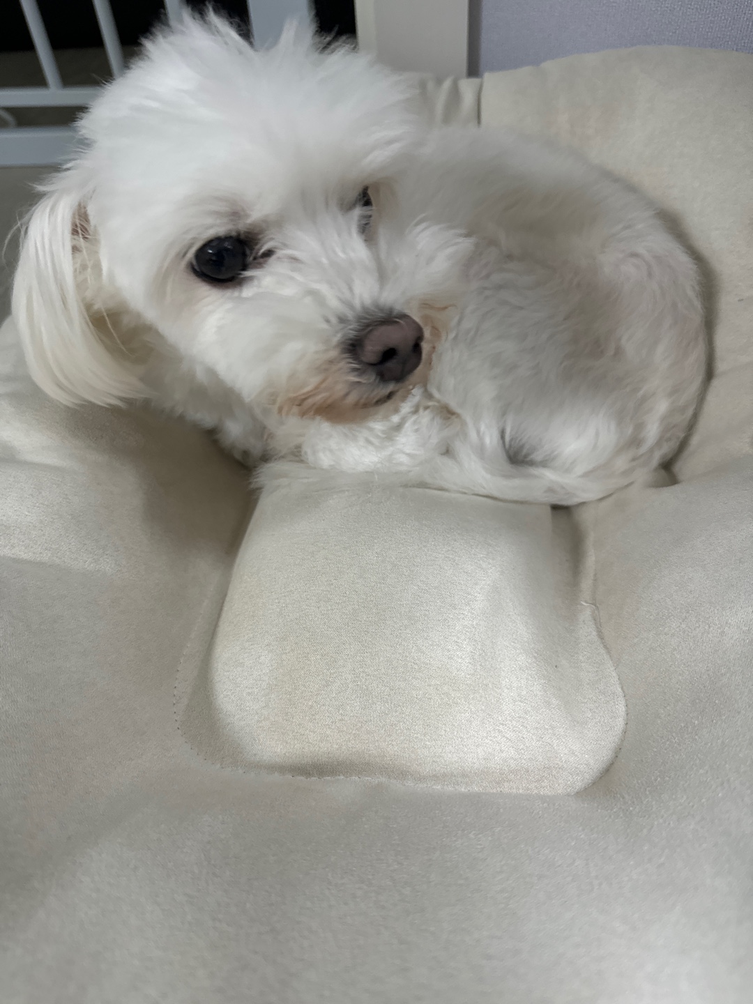 말티즈 무료분양 2번째 사진