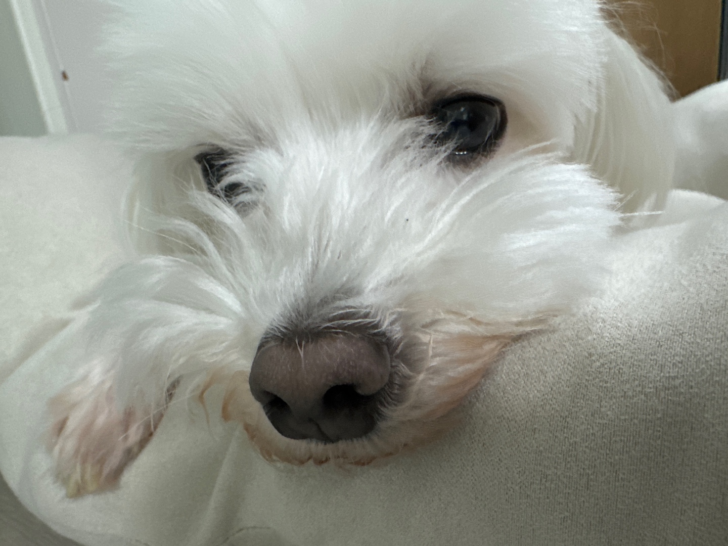 말티즈 무료분양