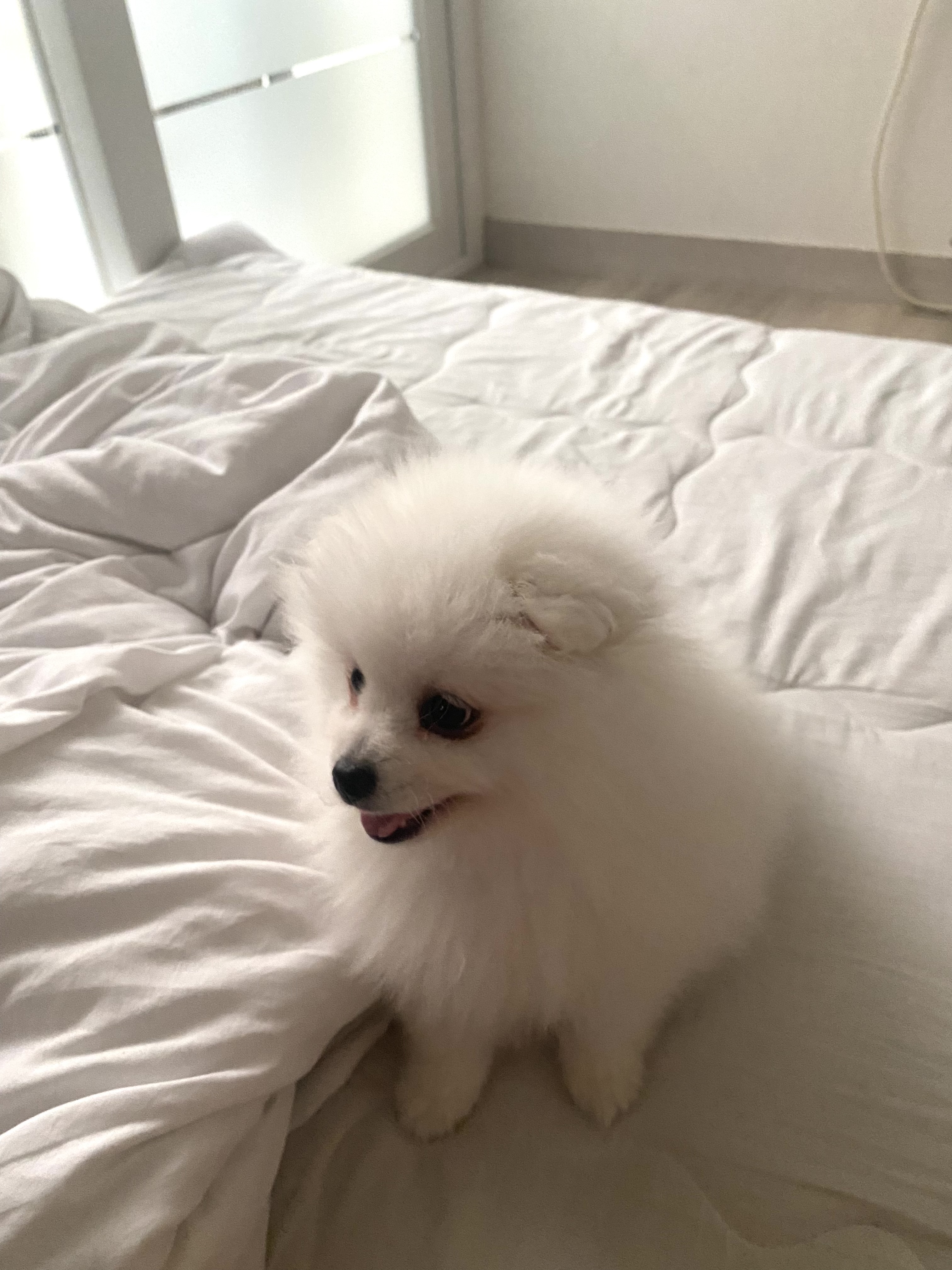 폼피츠 남아 3개월  분양해요 4번째 사진