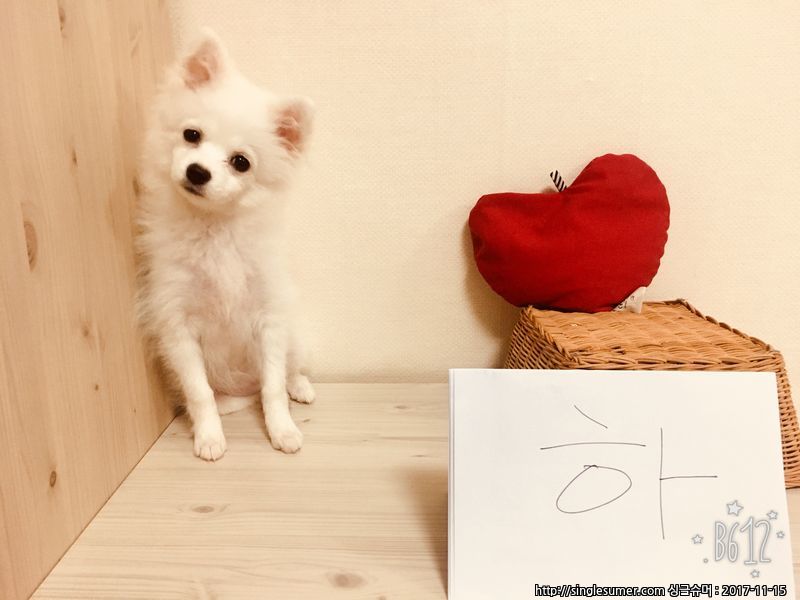 반려동물 개인 분양 | 강아지 고양이 소동물 책임 입양 - 펫찾기 9번째 사진