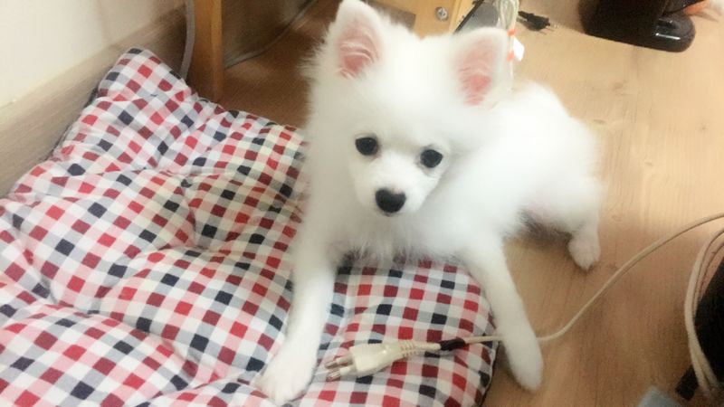 반려동물 개인 분양 | 강아지 고양이 소동물 책임 입양 - 펫찾기 8번째 사진