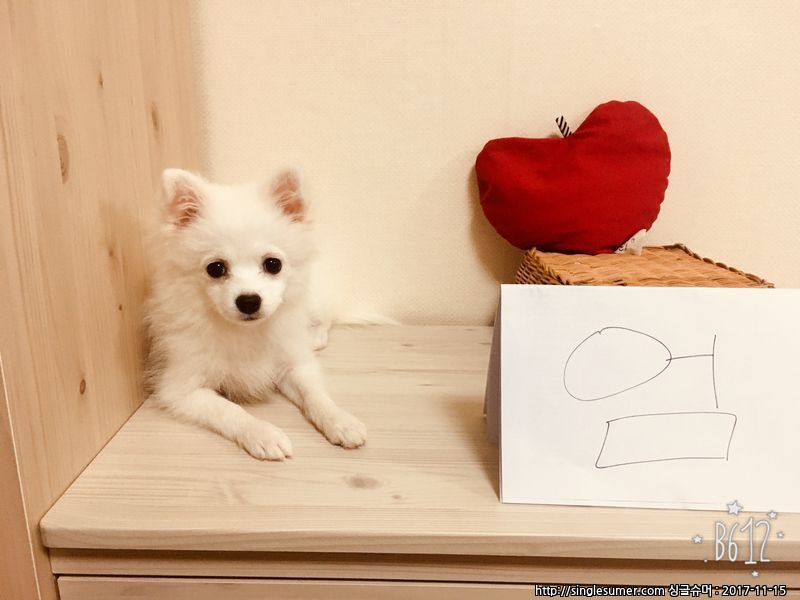 반려동물 개인 분양 | 강아지 고양이 소동물 책임 입양 - 펫찾기 10번째 사진