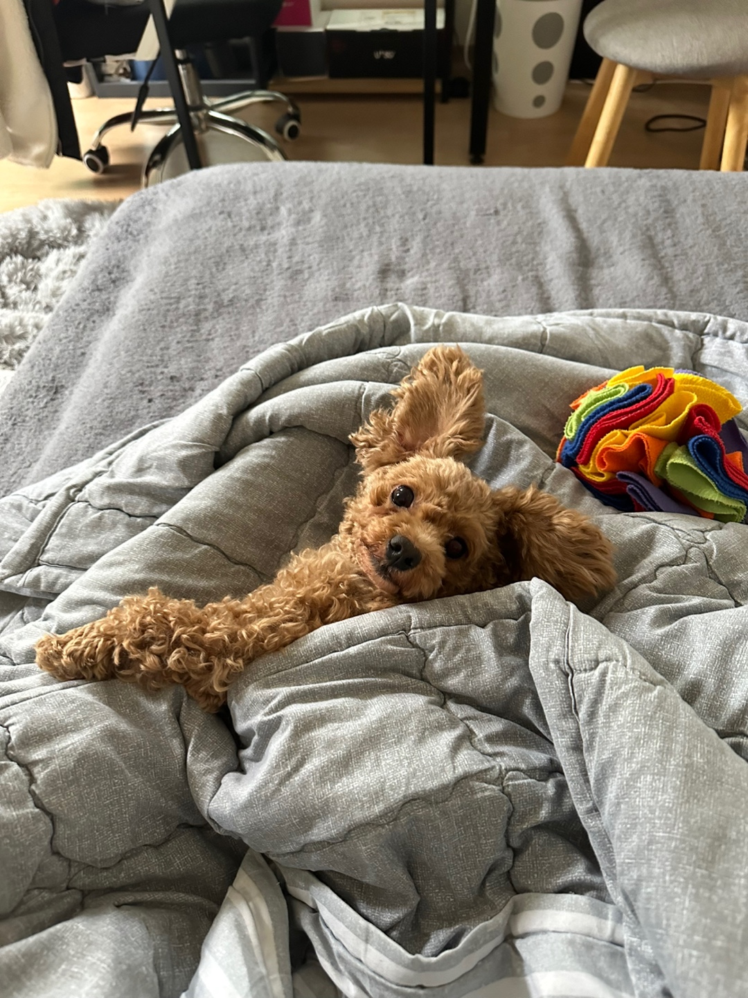 푸들 무료분양합니다.