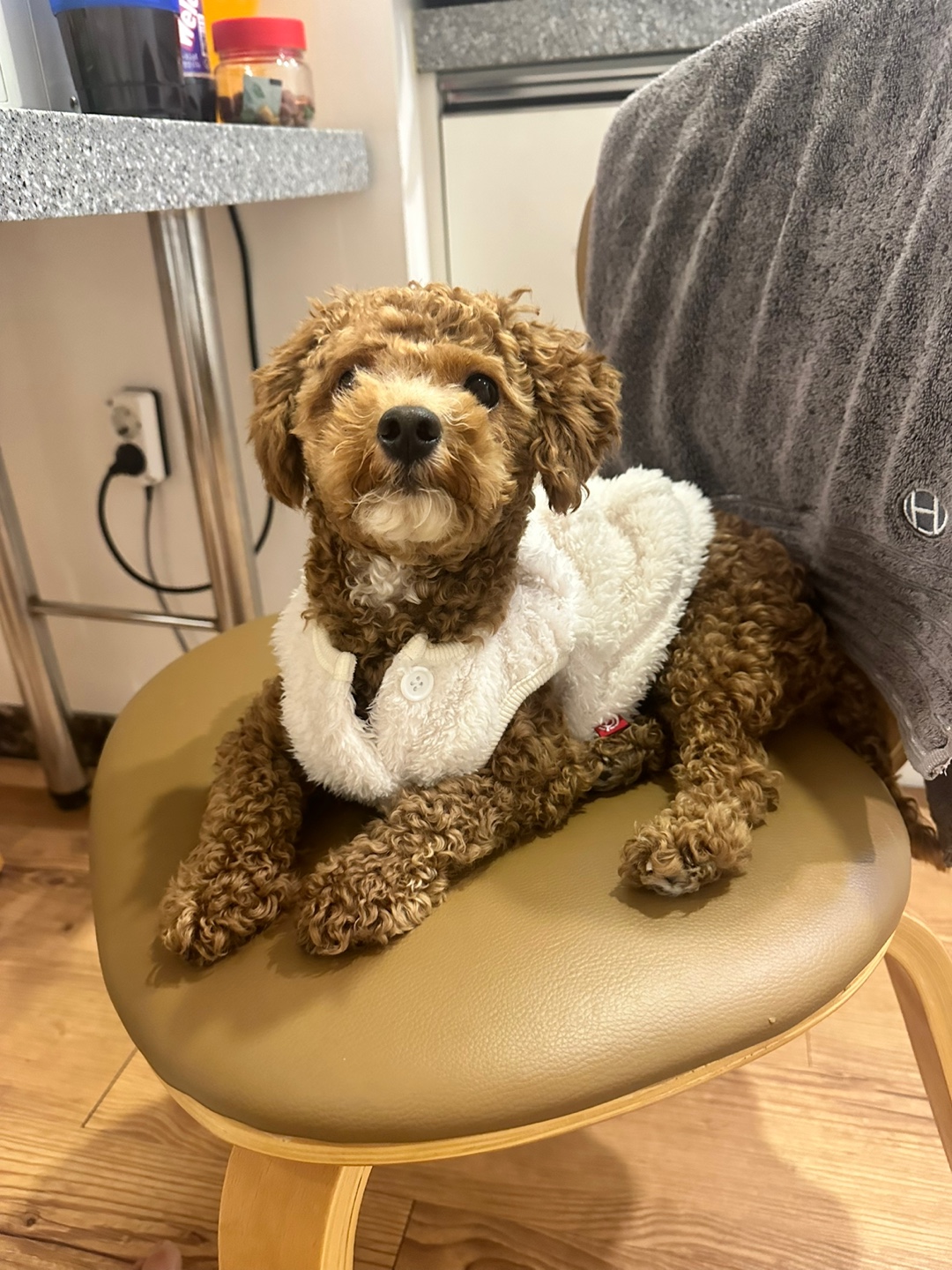 푸들 무료분양합니다. 4번째 사진