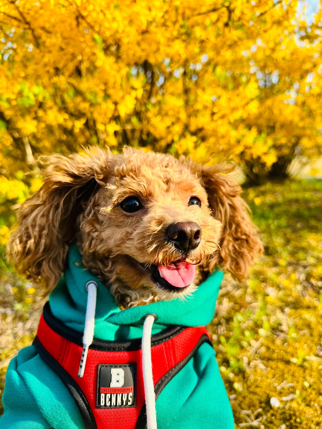 푸들 무료분양합니다. 3번째 사진