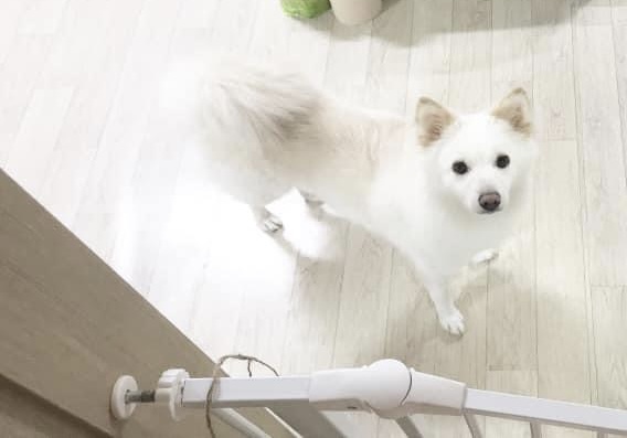 반려동물 개인 분양 | 강아지 고양이 소동물 책임 입양 - 펫찾기 8번째 사진