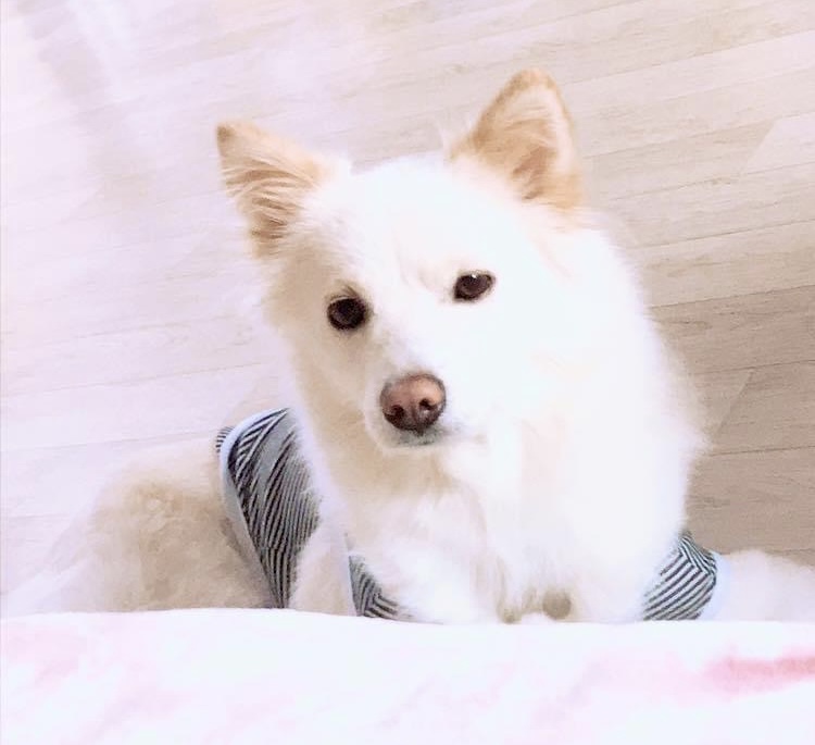 반려동물 개인 분양 | 강아지 고양이 소동물 책임 입양 - 펫찾기 6번째 사진