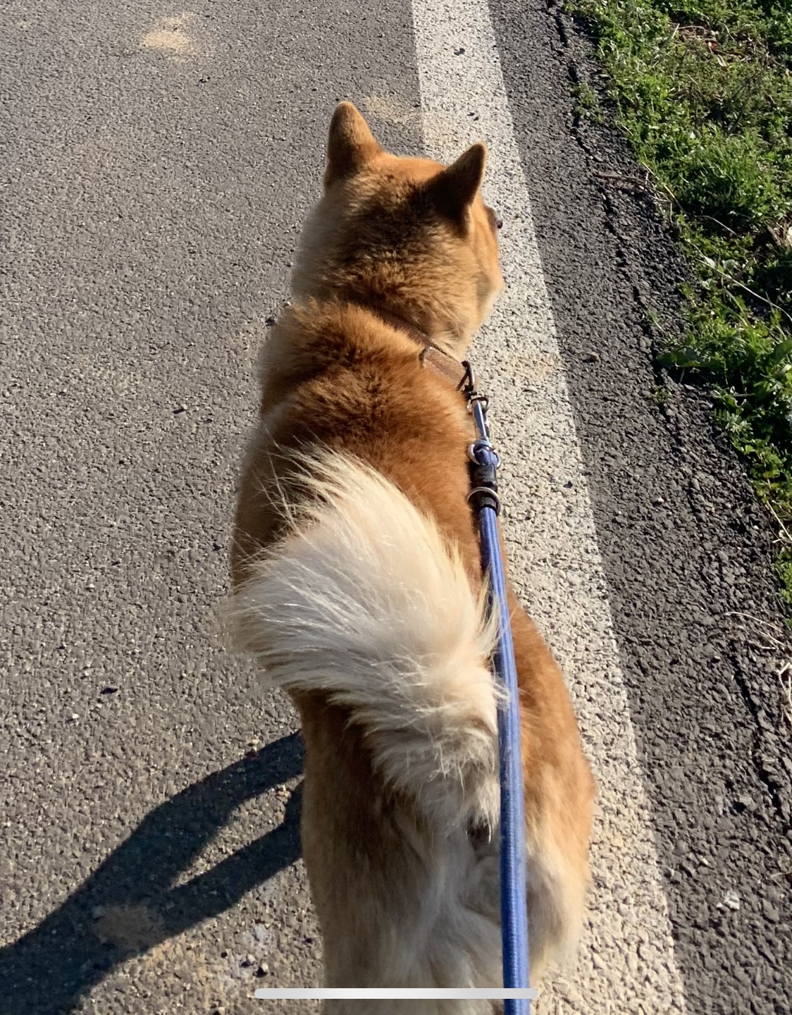 시골집에서 키운 개 키우실 분 구합니다..!! 2번째 사진