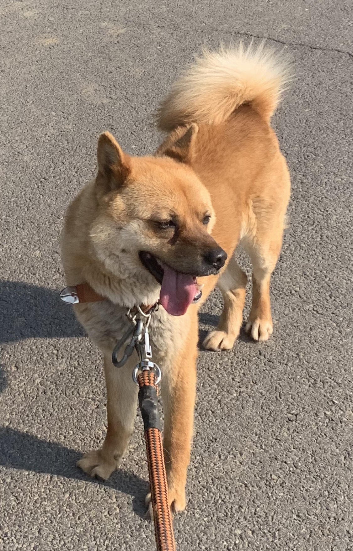 시골집에서 키운 개 키우실 분 구합니다..!! 3번째 사진