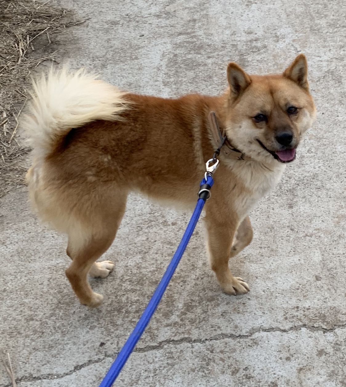 시골집에서 키운 개 키우실 분 구합니다..!! 4번째 사진