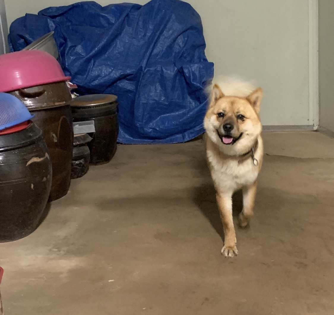 시골집에서 키운 개 키우실 분 구합니다..!!