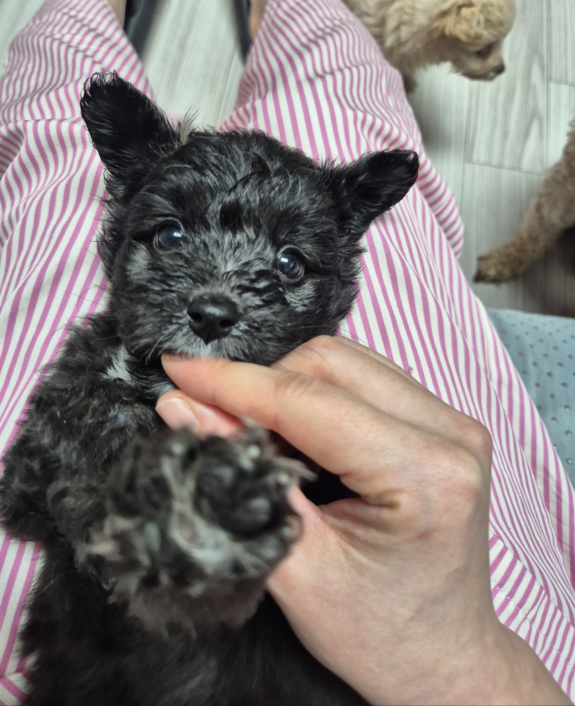 태어난지 두달쯤 된 푸들 믹스견 삼남매 입양처 찾아요 3번째 사진