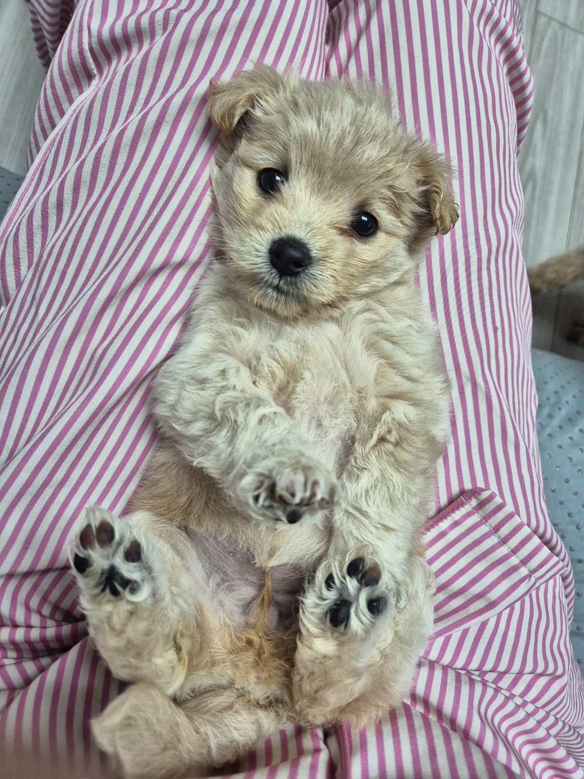 태어난지 두달쯤 된 푸들 믹스견 삼남매 입양처 찾아요