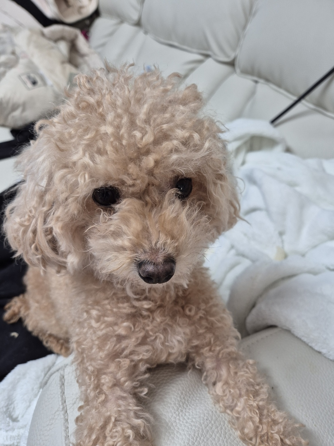 태어난지 두달쯤 된 푸들 믹스견 삼남매 입양처 찾아요 4번째 사진