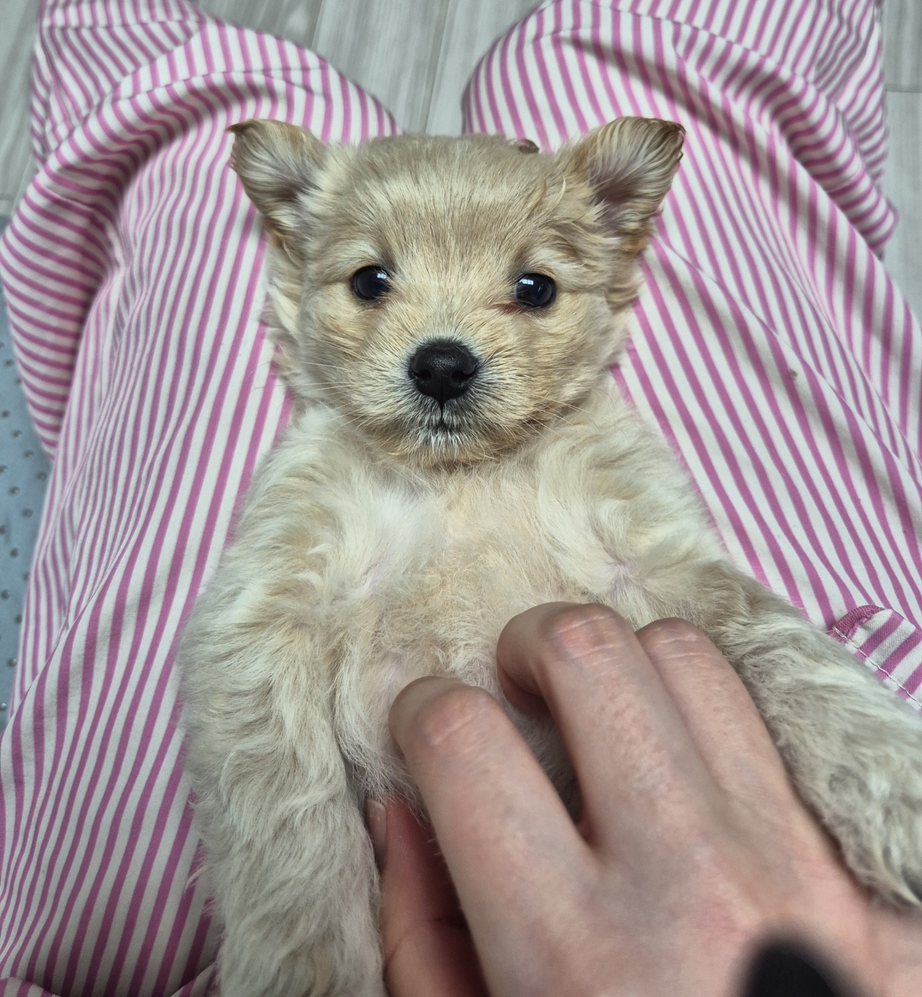 태어난지 두달쯤 된 푸들 믹스견 삼남매 입양처 찾아요 2번째 사진