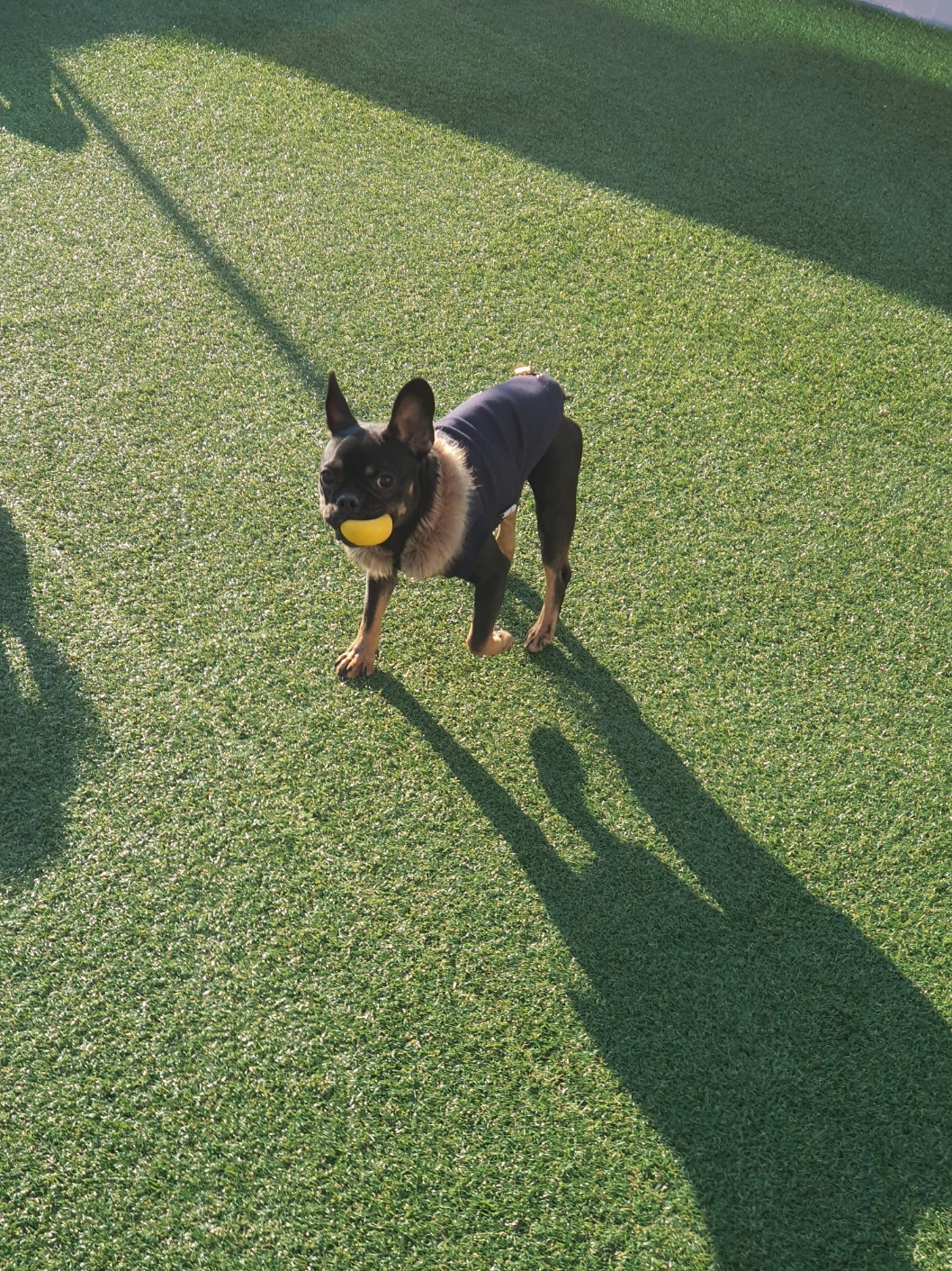 반려동물 개인 분양 | 강아지 고양이 소동물 책임 입양 - 펫찾기 16번째 사진