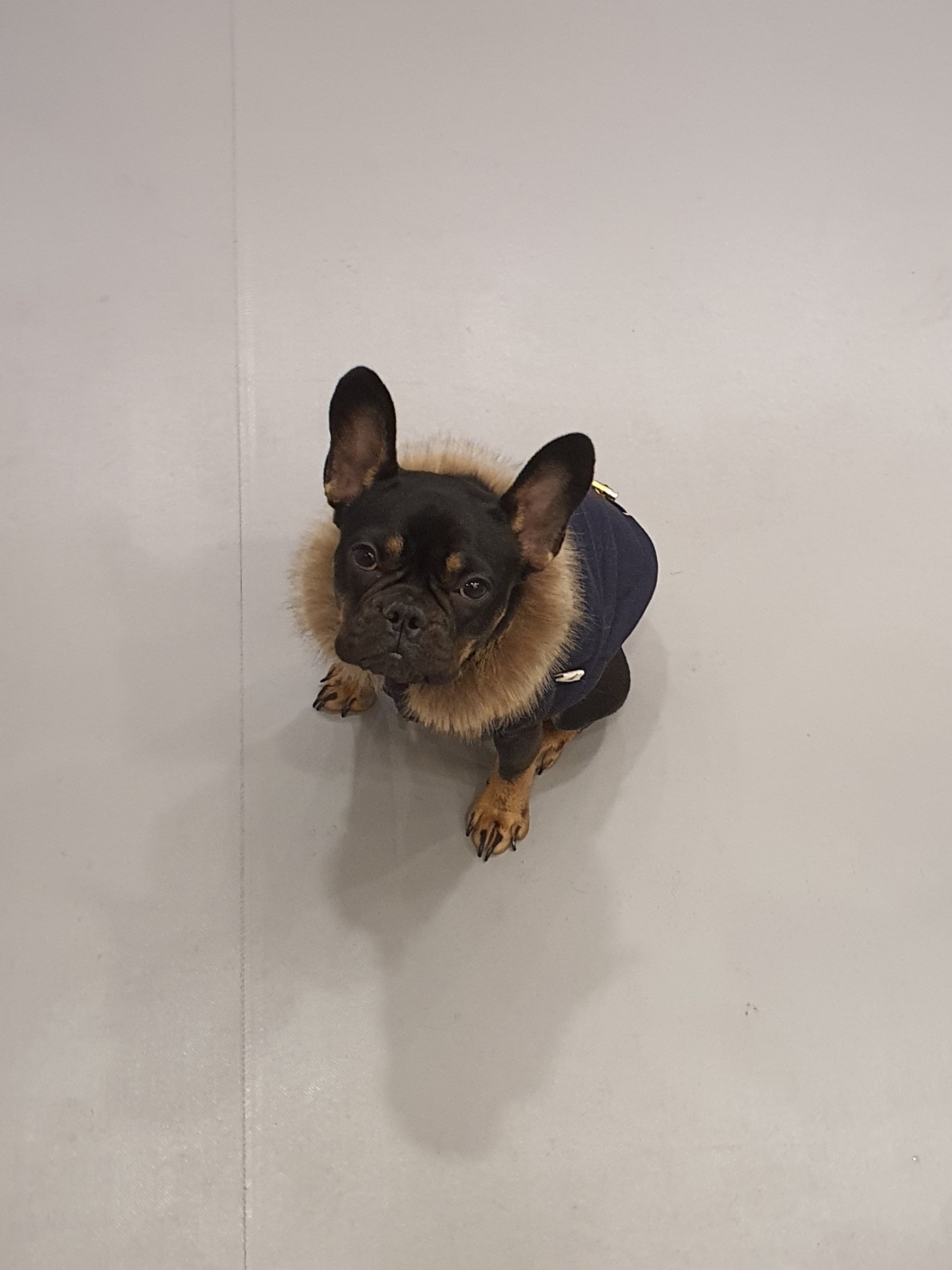 반려동물 개인 분양 | 강아지 고양이 소동물 책임 입양 - 펫찾기 15번째 사진