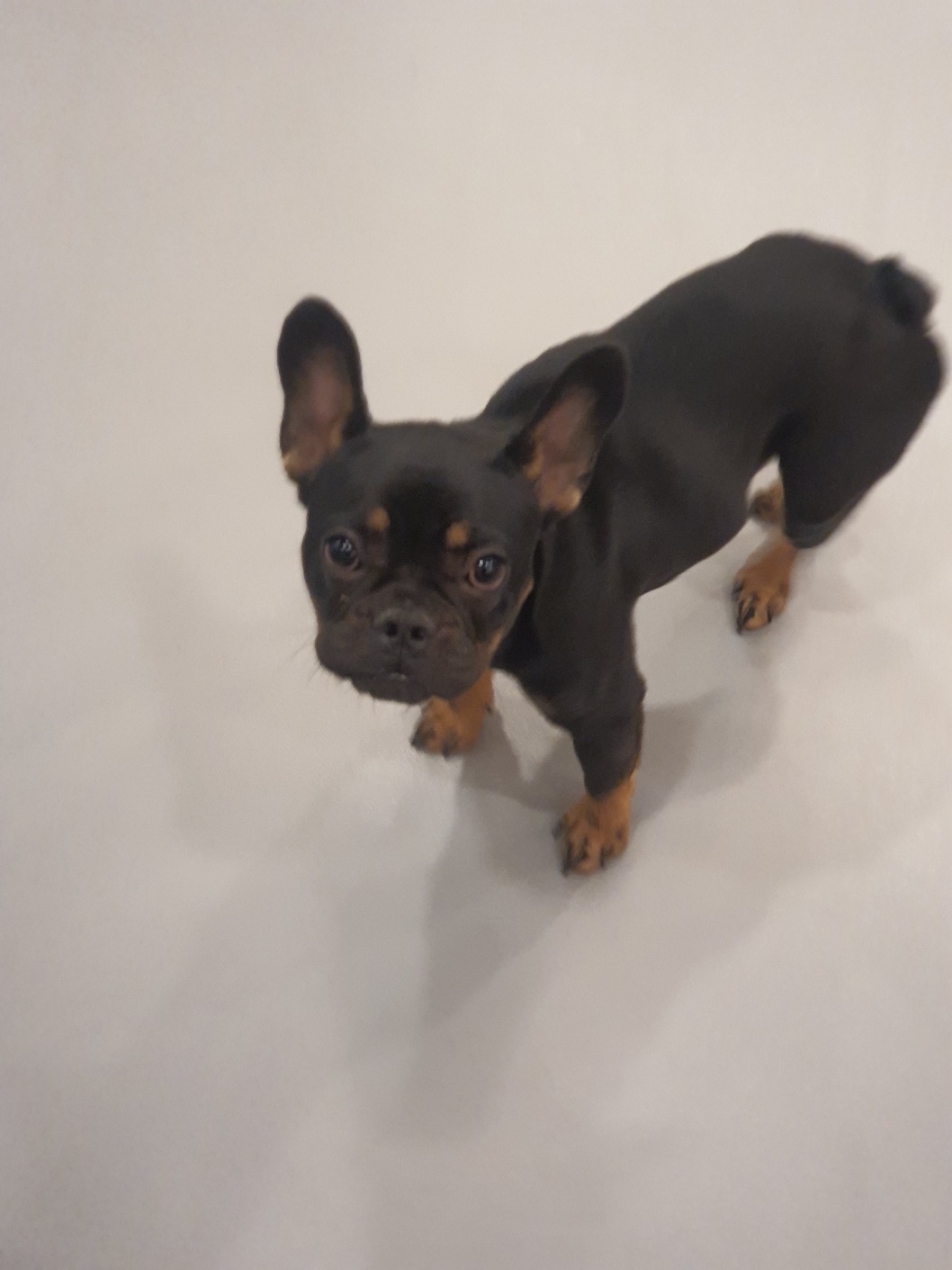 반려동물 개인 분양 | 강아지 고양이 소동물 책임 입양 - 펫찾기 17번째 사진