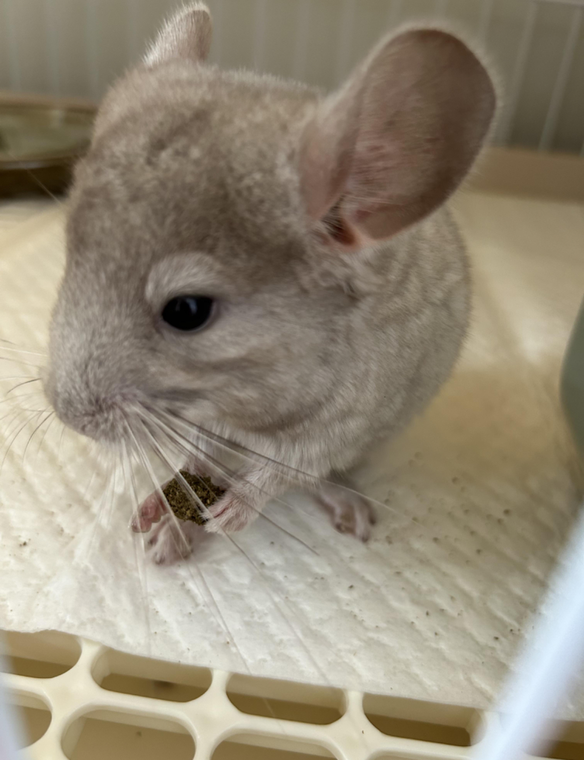 반려동물 개인 분양 | 강아지 고양이 소동물 책임 입양 - 펫찾기 45번째 사진