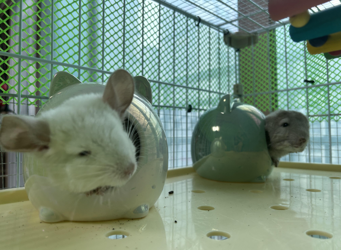 반려동물 개인 분양 | 강아지 고양이 소동물 책임 입양 - 펫찾기 43번째 사진