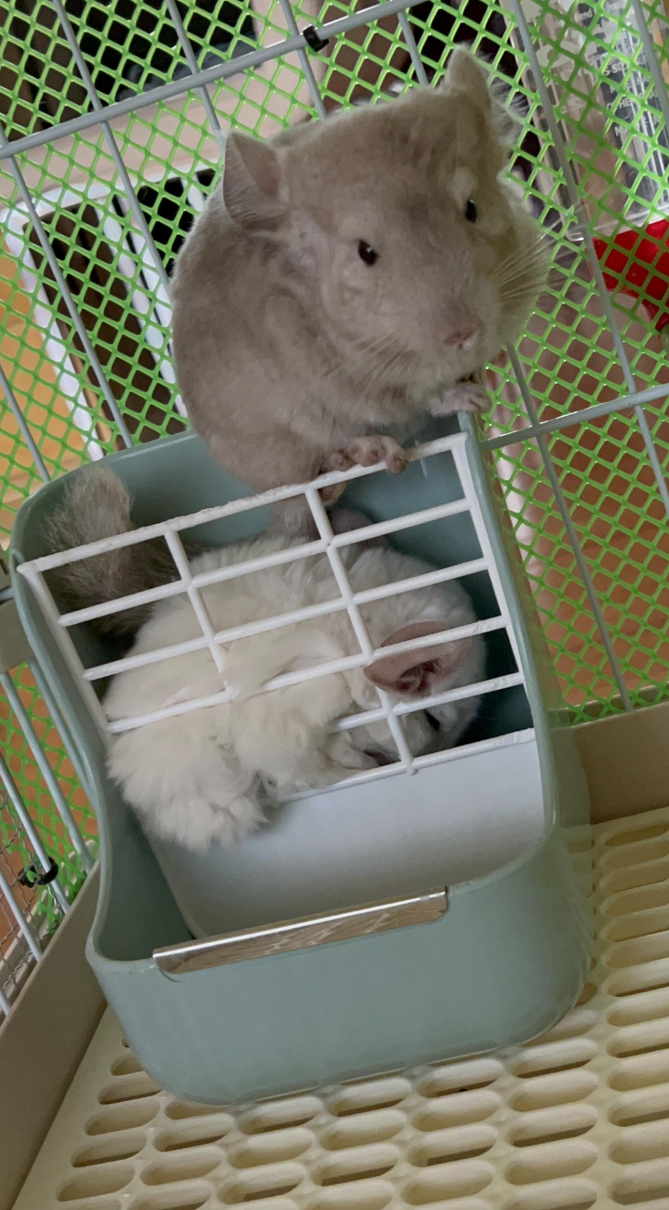 반려동물 개인 분양 | 강아지 고양이 소동물 책임 입양 - 펫찾기 40번째 사진