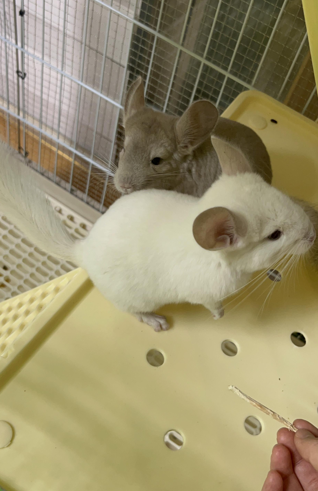 반려동물 개인 분양 | 강아지 고양이 소동물 책임 입양 - 펫찾기 41번째 사진