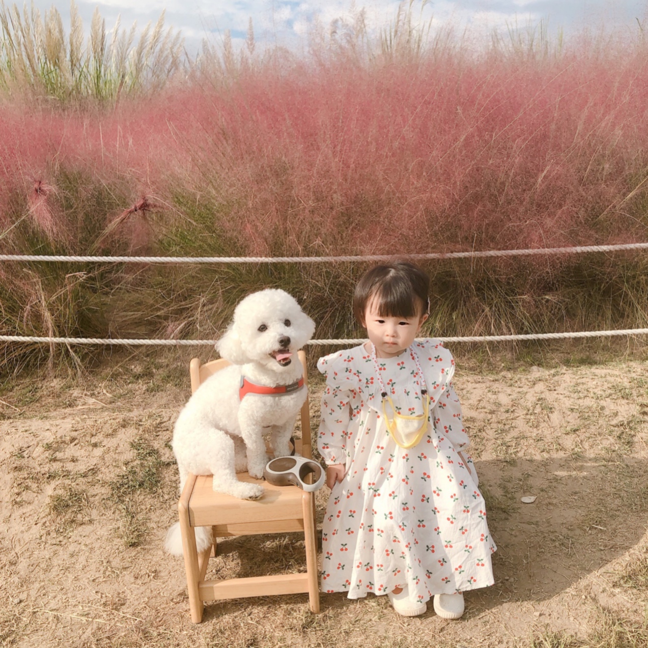 비숑프리제분양해요오! 2번째 사진