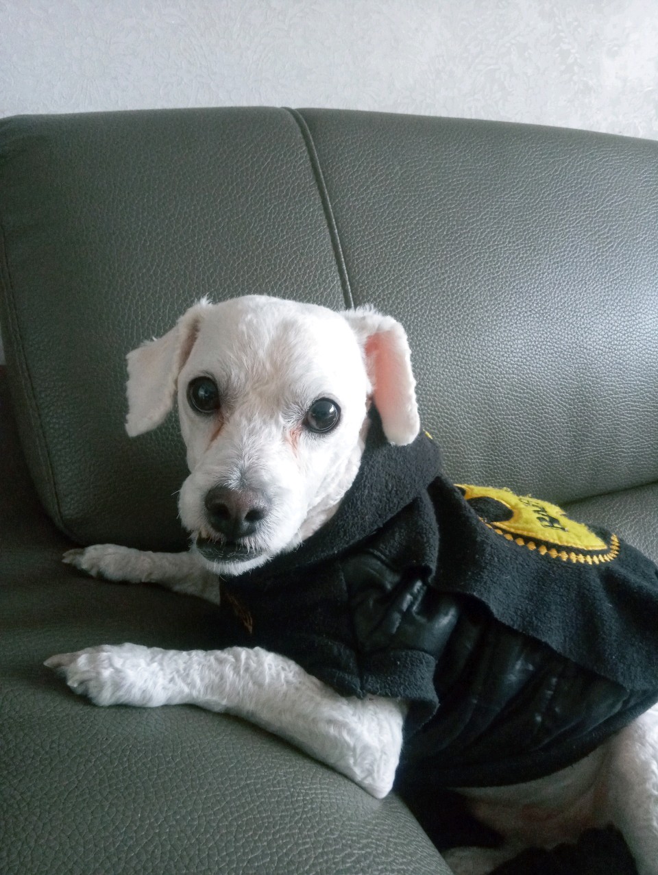 비숑프리제분양해요오! 3번째 사진