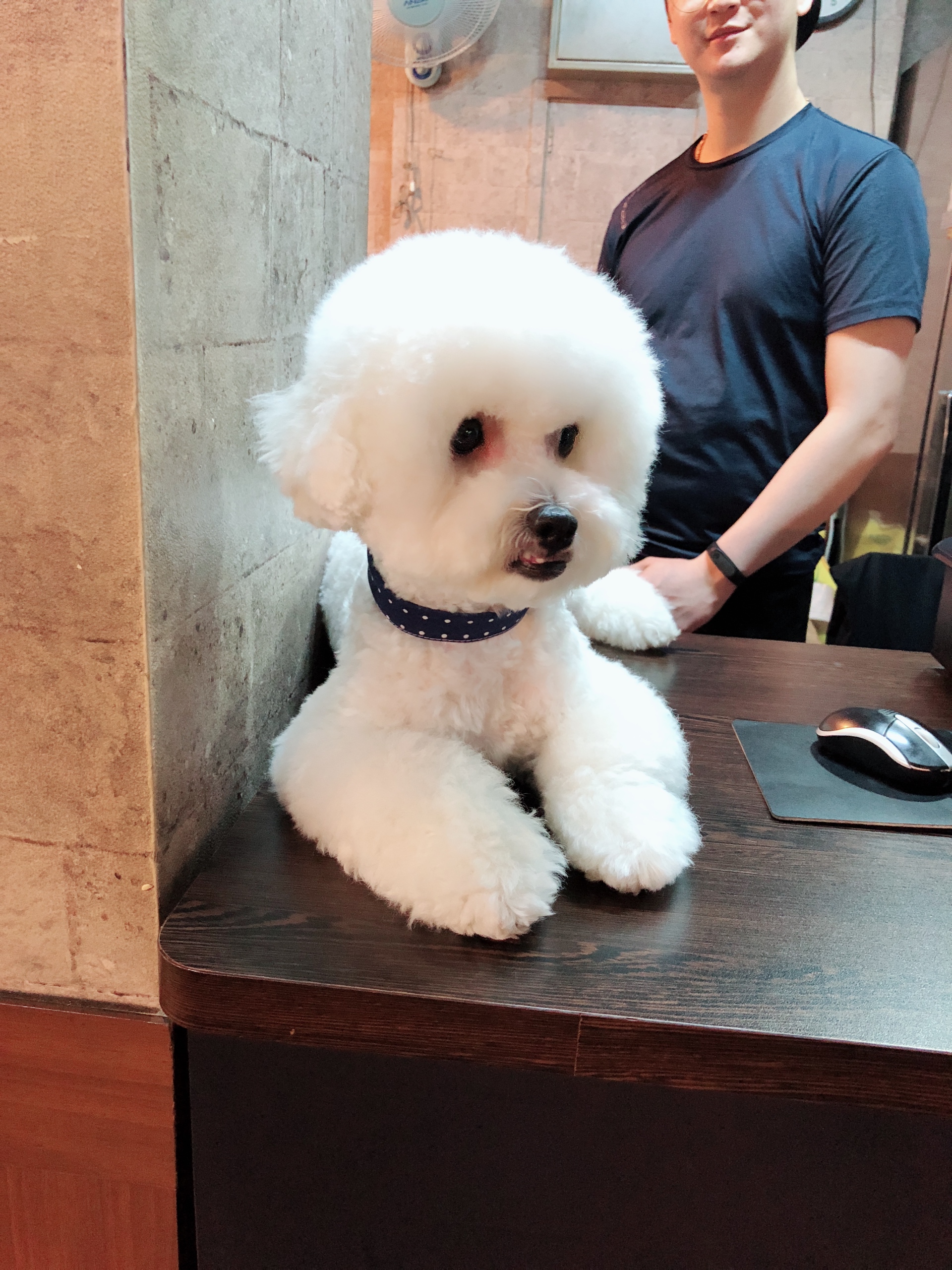 비숑프리제분양해요오!