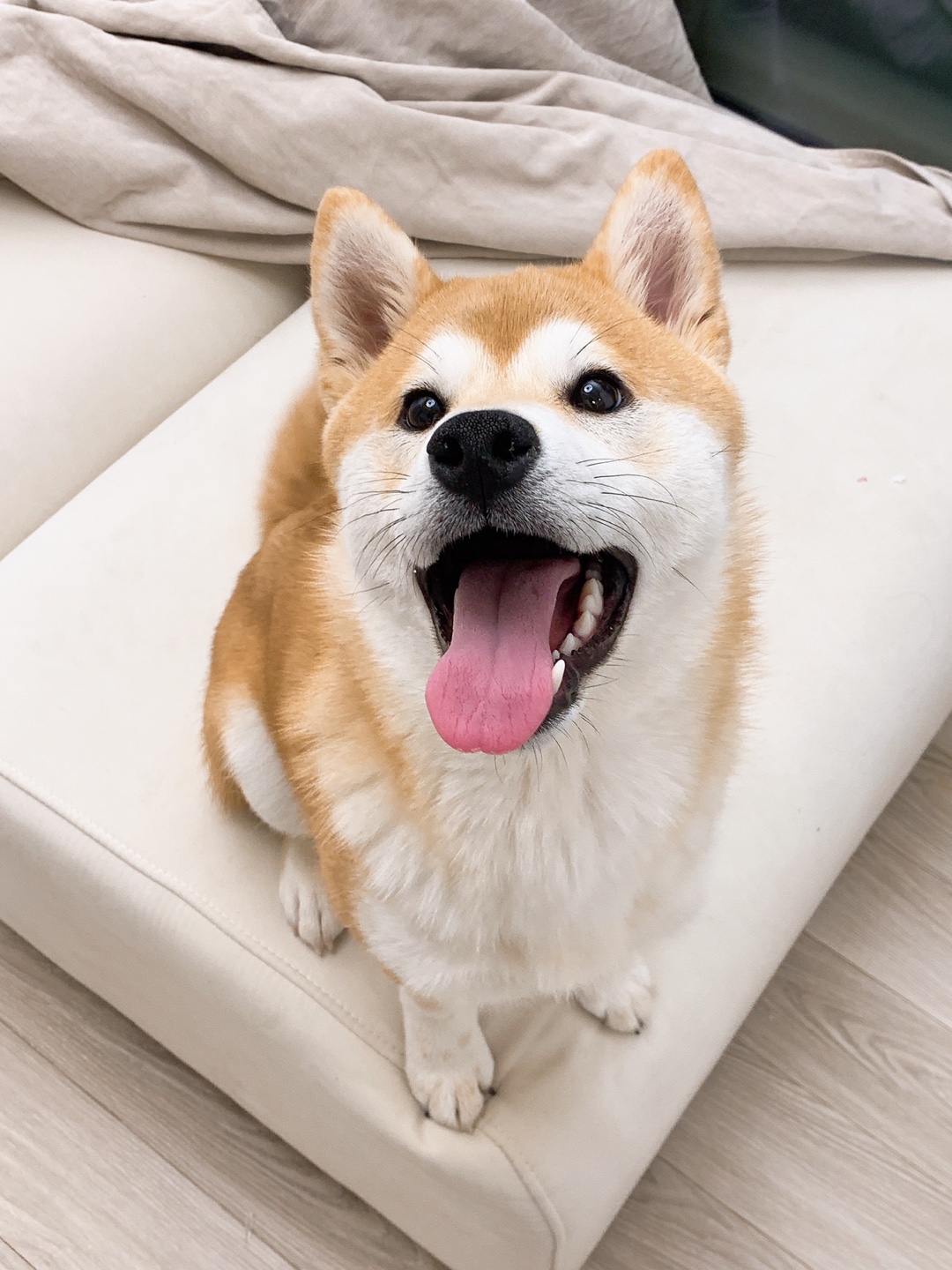 시바이누 1살 남아 분양합니다 3번째 사진