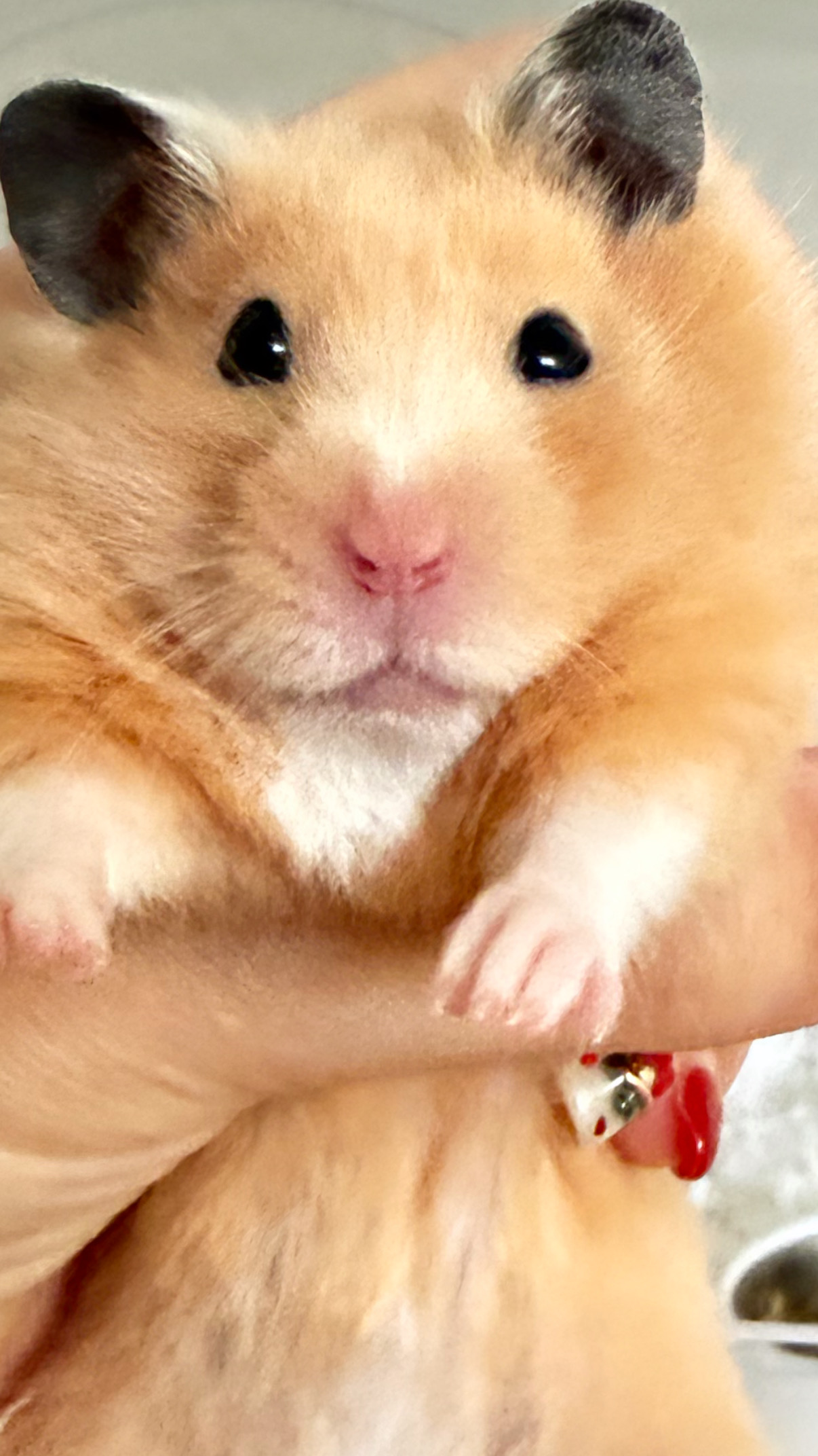 반려동물 개인 분양 | 강아지 고양이 소동물 책임 입양 - 펫찾기 14번째 사진