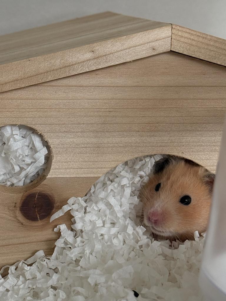 반려동물 개인 분양 | 강아지 고양이 소동물 책임 입양 - 펫찾기 15번째 사진