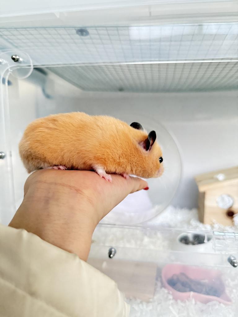 반려동물 개인 분양 | 강아지 고양이 소동물 책임 입양 - 펫찾기 16번째 사진