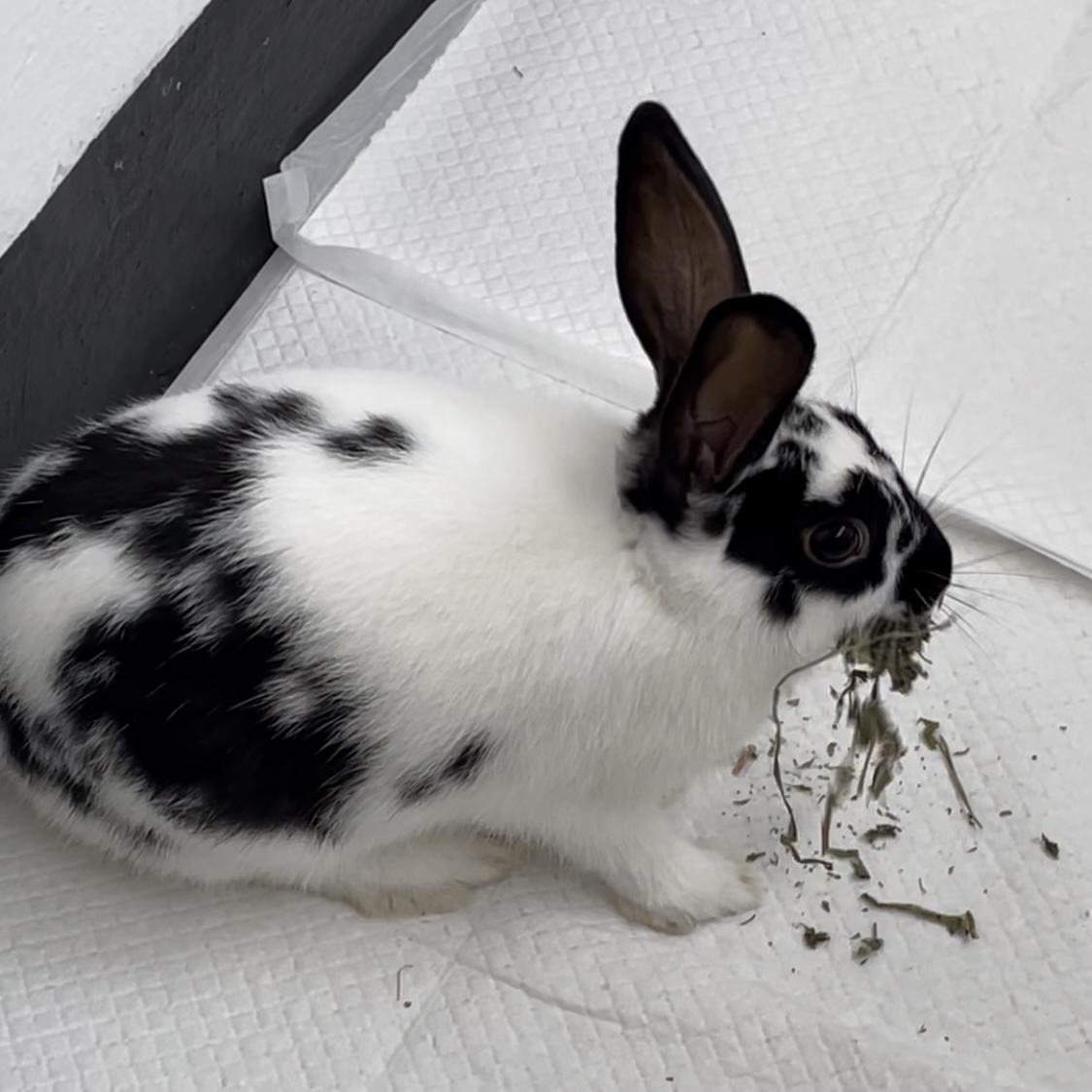 토끼 무료 분양 3번째 사진