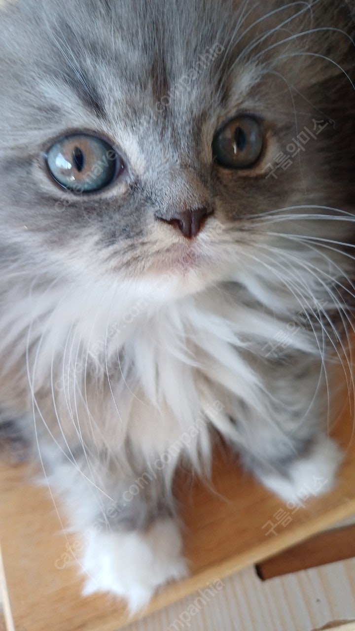 반려동물 개인 분양 | 강아지 고양이 소동물 책임 입양 - 펫찾기 28번째 사진